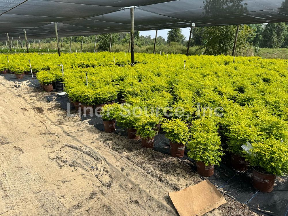 ligustrum-sinense-sunshine-sunshine-ligustrum