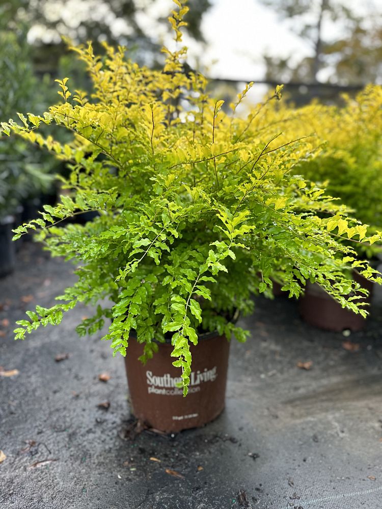 ligustrum-sinense-sunshine-sunshine-ligustrum