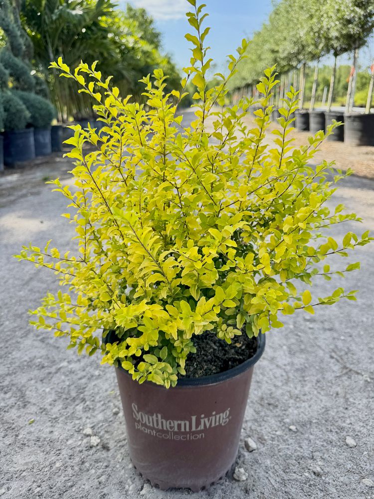ligustrum-sinense-sunshine-sunshine-ligustrum