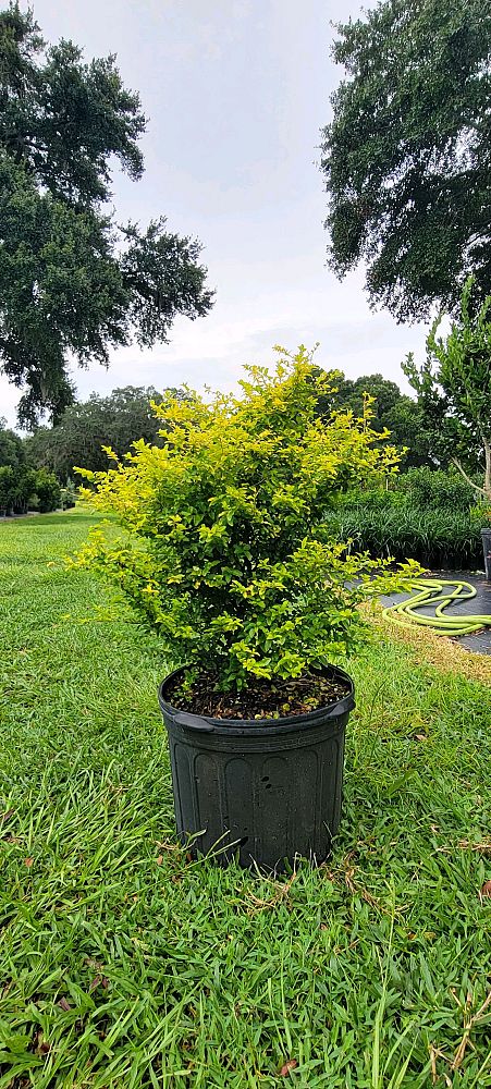 ligustrum-sinense-sunshine-sunshine-ligustrum