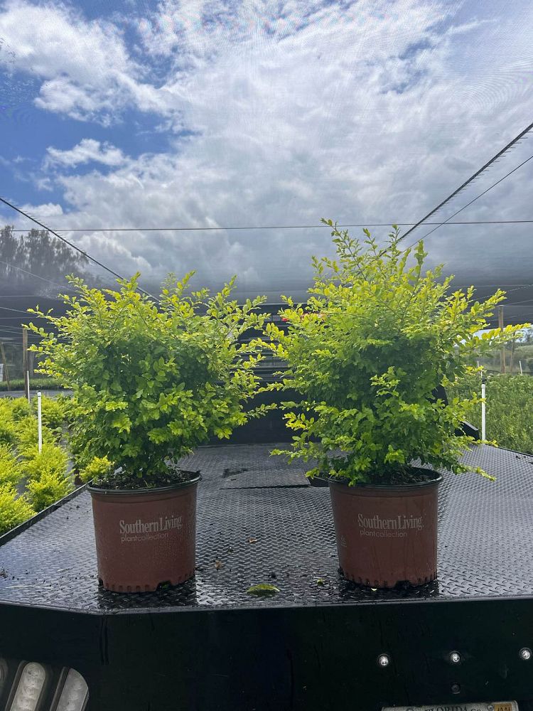 ligustrum-sinense-sunshine-sunshine-ligustrum