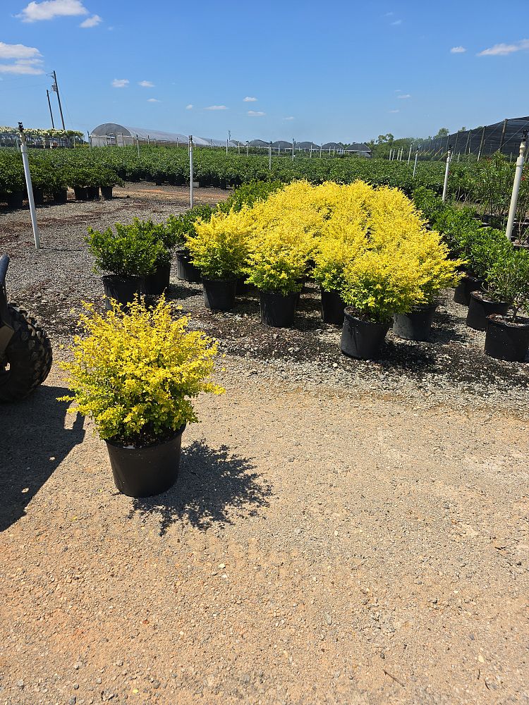 ligustrum-sinense-sunshine-sunshine-ligustrum