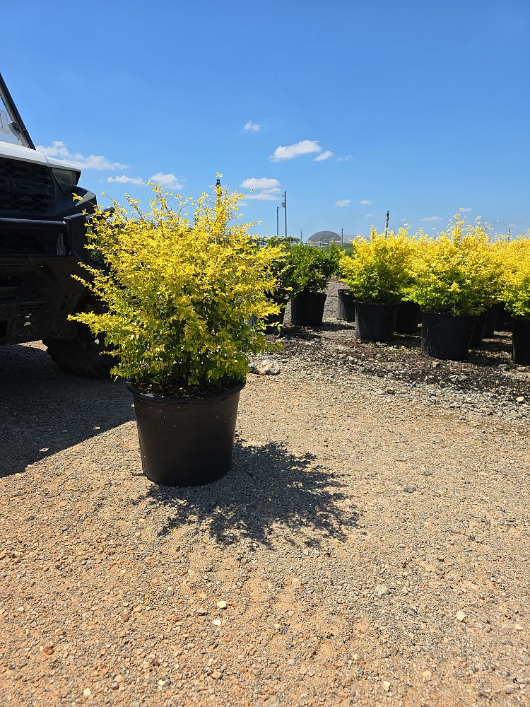 ligustrum-sinense-sunshine-sunshine-ligustrum