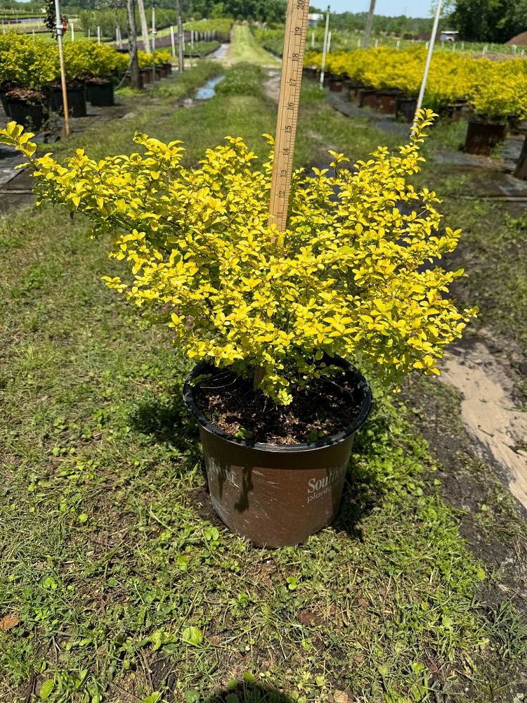 ligustrum-sinense-sunshine-sunshine-ligustrum