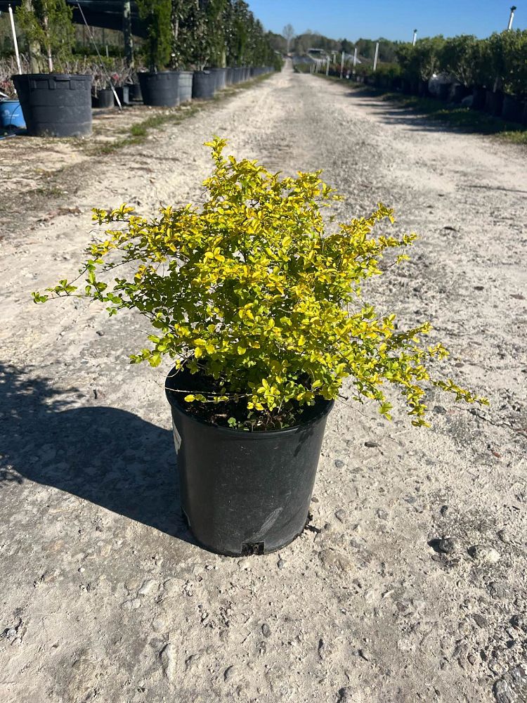 ligustrum-sinense-sunshine-sunshine-ligustrum