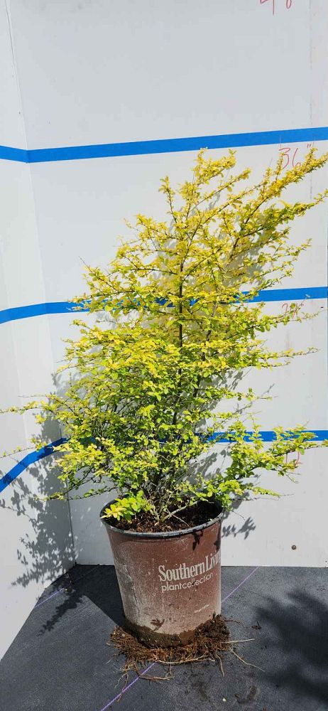 ligustrum-sinense-sunshine-sunshine-ligustrum