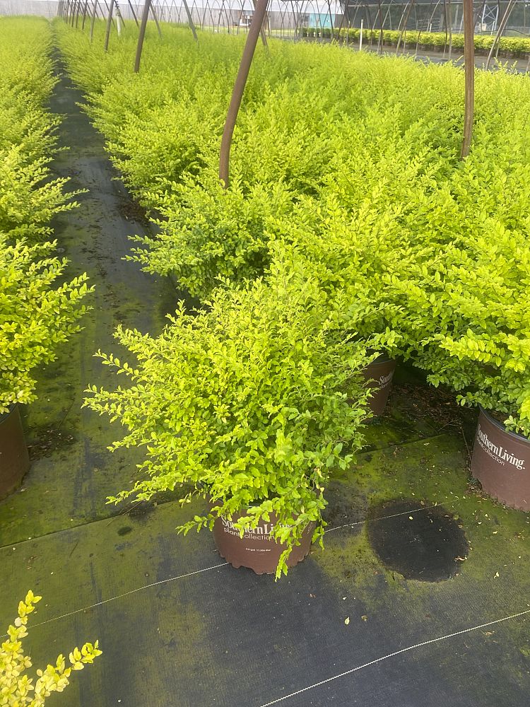 ligustrum-sinense-sunshine-sunshine-ligustrum