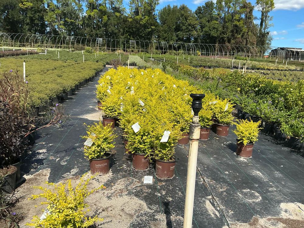 ligustrum-sinense-sunshine-sunshine-ligustrum