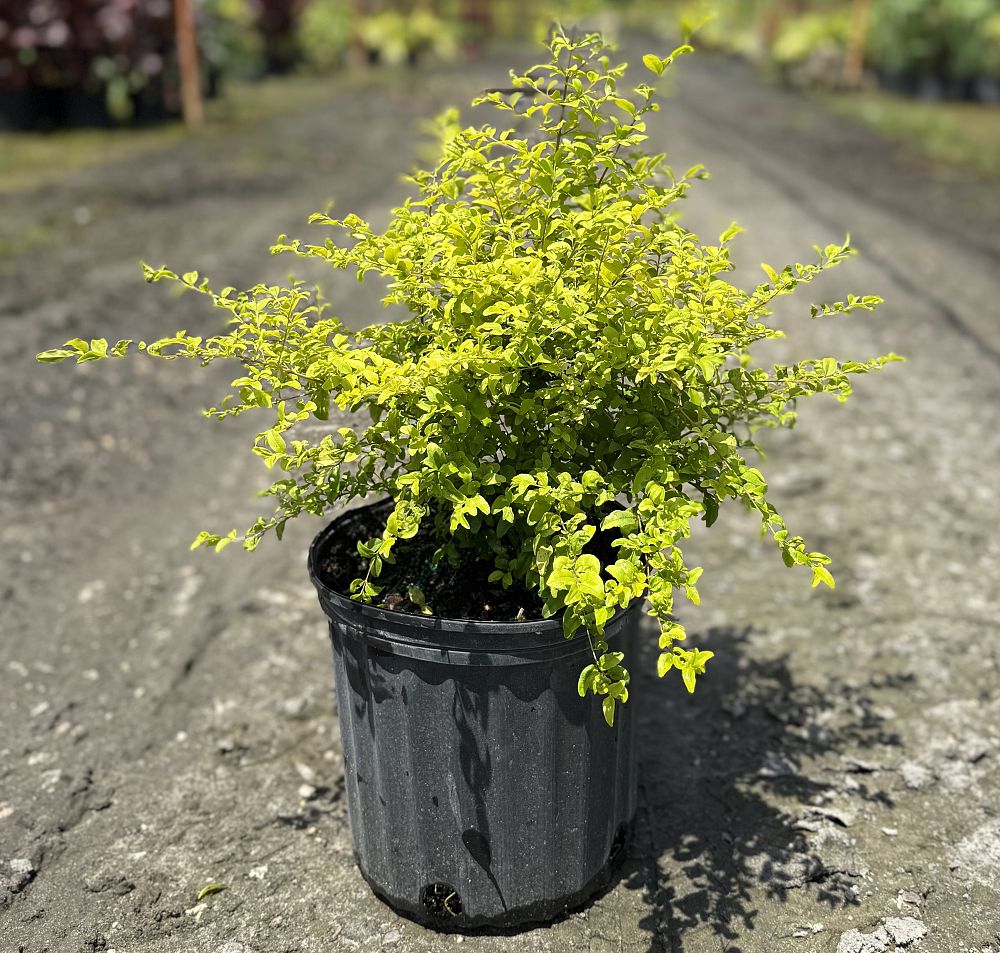 ligustrum-sinense-sunshine-sunshine-ligustrum