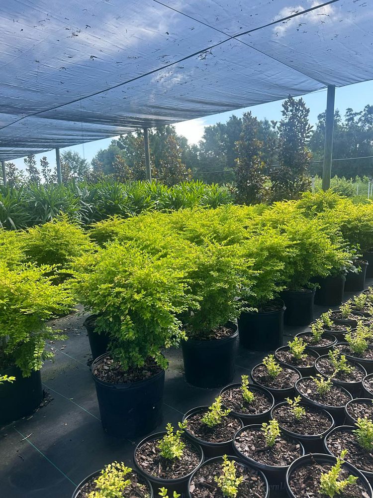 ligustrum-sinense-sunshine-sunshine-ligustrum