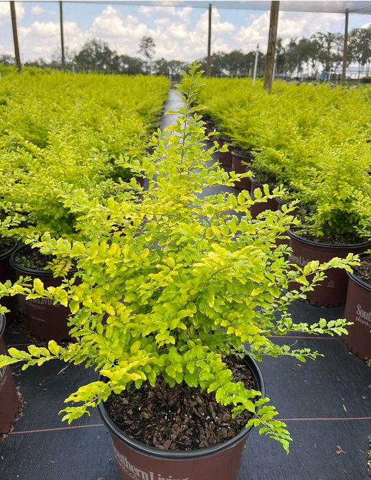 ligustrum-sinense-sunshine-sunshine-ligustrum