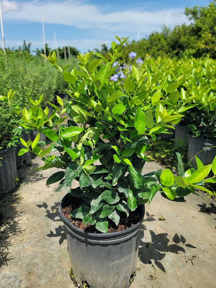ligustrum-sinense-sunshine-sunshine-ligustrum