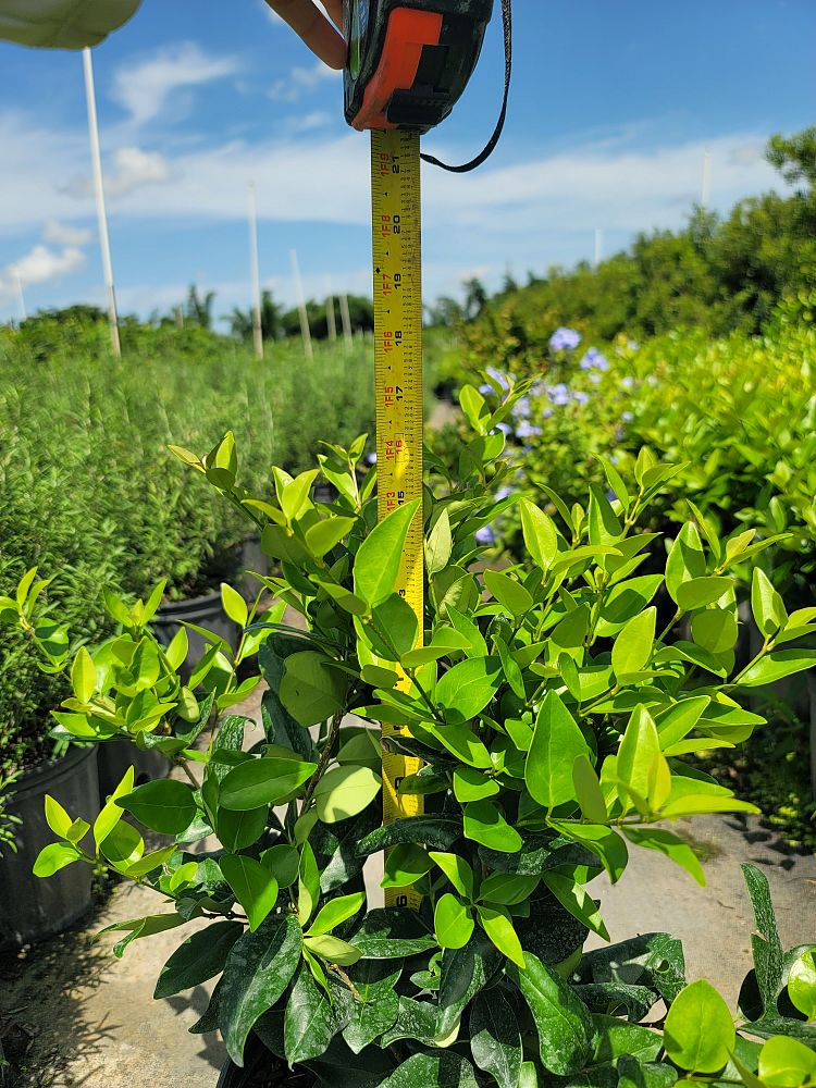 ligustrum-sinense-sunshine-sunshine-ligustrum