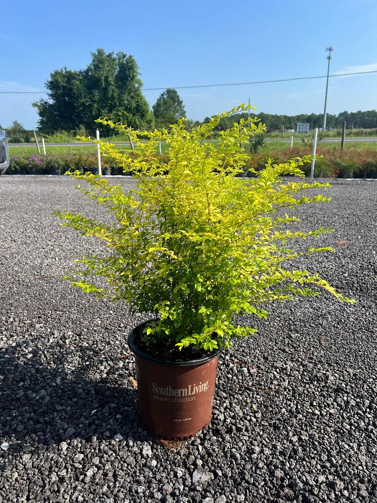 ligustrum-sinense-sunshine-sunshine-ligustrum