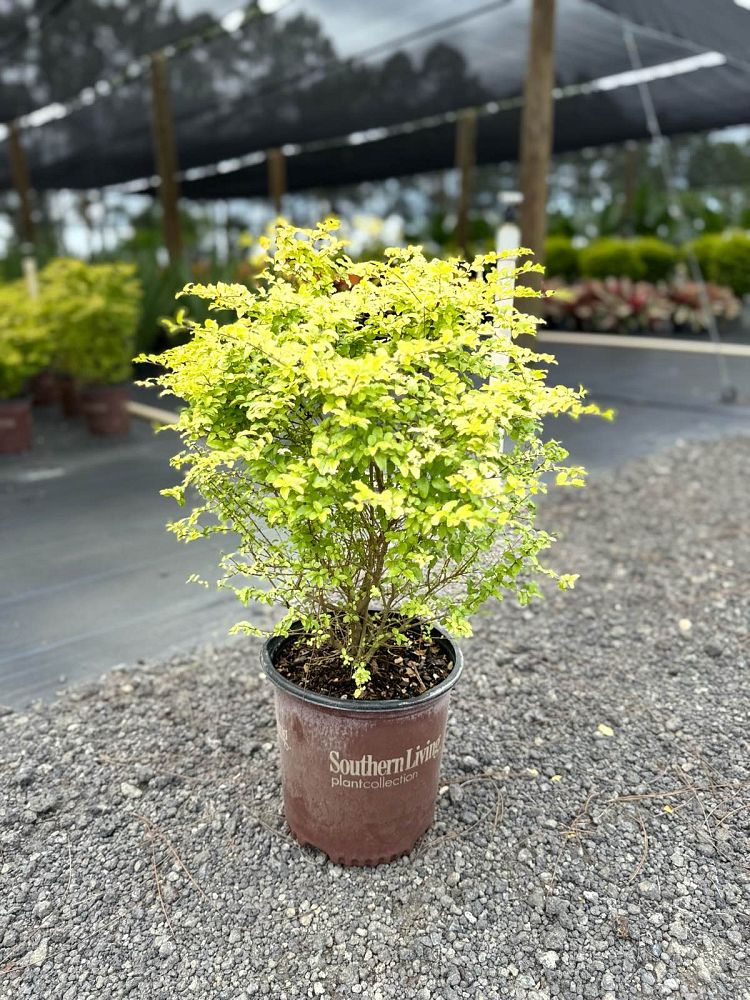 ligustrum-sinense-sunshine-sunshine-ligustrum