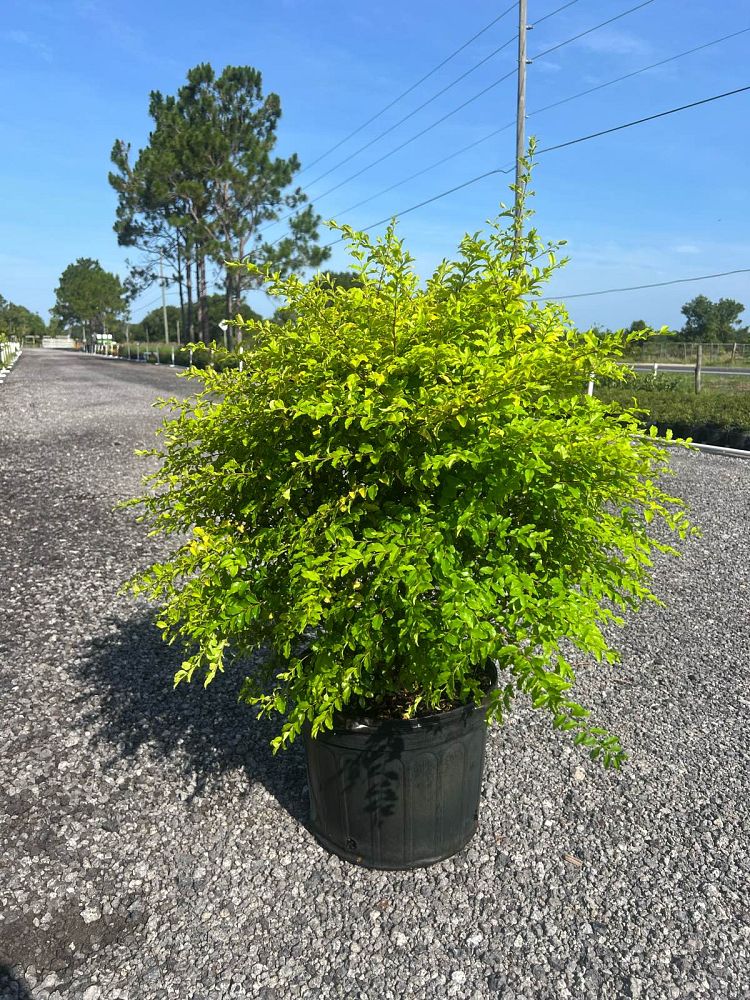ligustrum-sinense-sunshine-sunshine-ligustrum