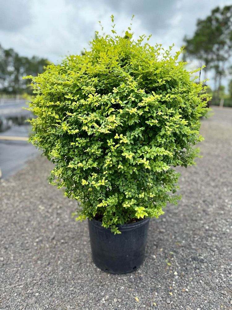 ligustrum-sinense-sunshine-sunshine-ligustrum