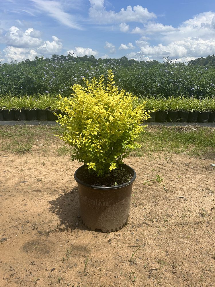 ligustrum-sinense-sunshine-sunshine-ligustrum