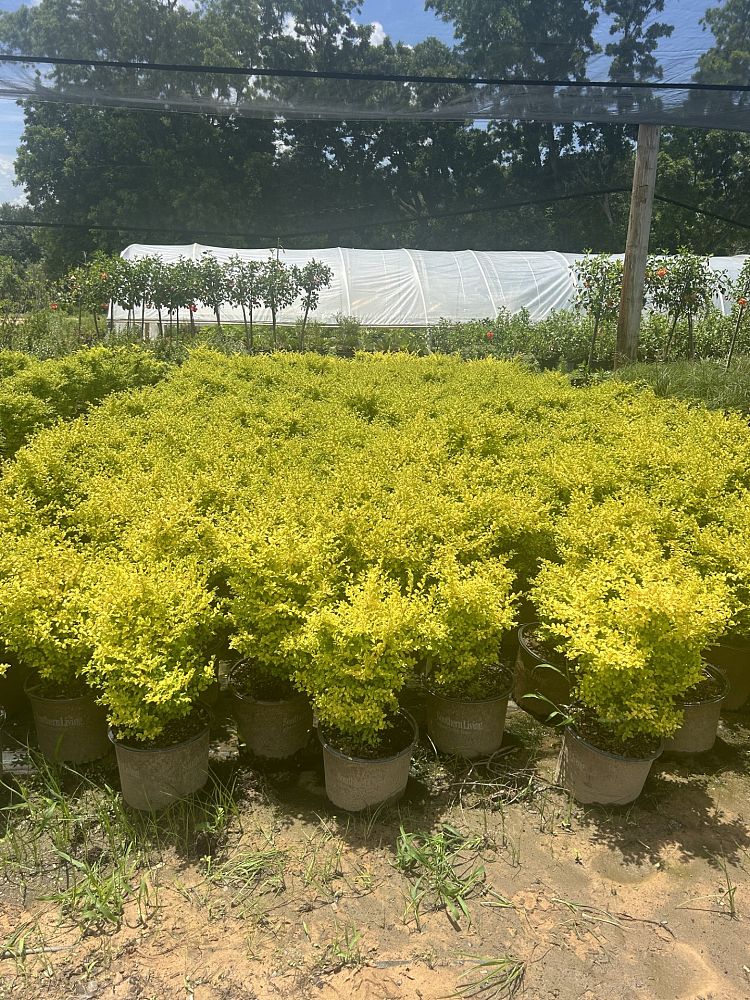 ligustrum-sinense-sunshine-sunshine-ligustrum