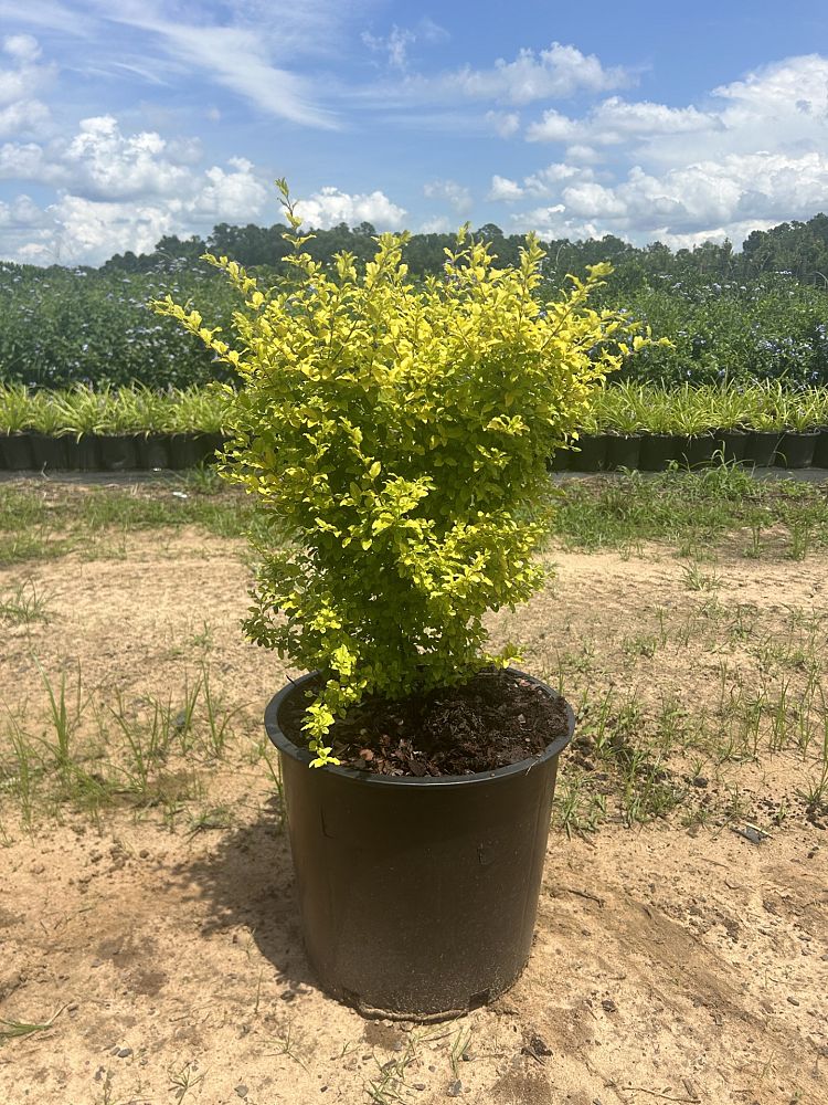 ligustrum-sinense-sunshine-sunshine-ligustrum