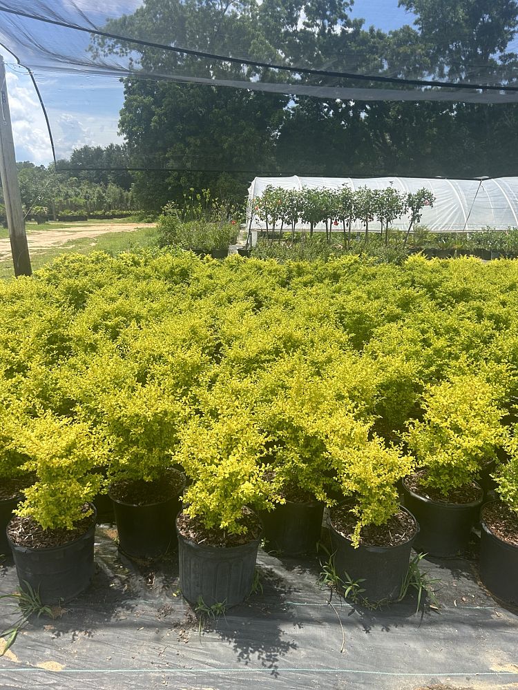 ligustrum-sinense-sunshine-sunshine-ligustrum