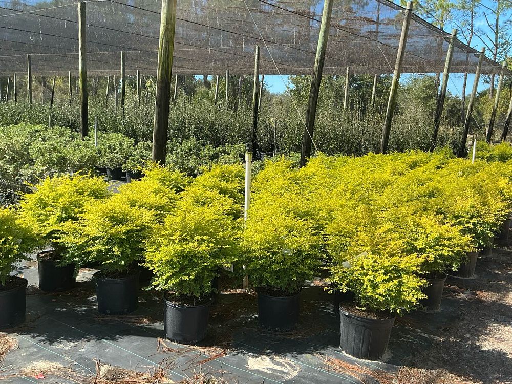 ligustrum-sinense-sunshine-sunshine-ligustrum
