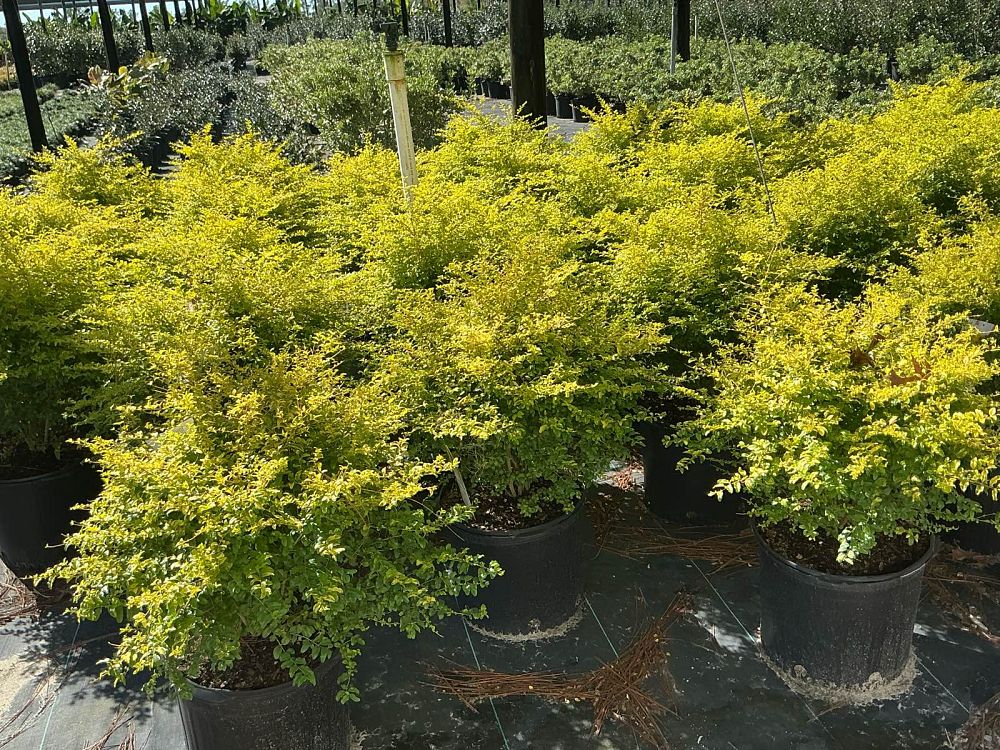 ligustrum-sinense-sunshine-sunshine-ligustrum
