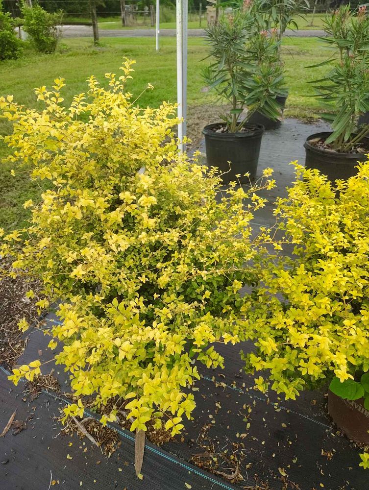 ligustrum-sinense-sunshine-sunshine-ligustrum