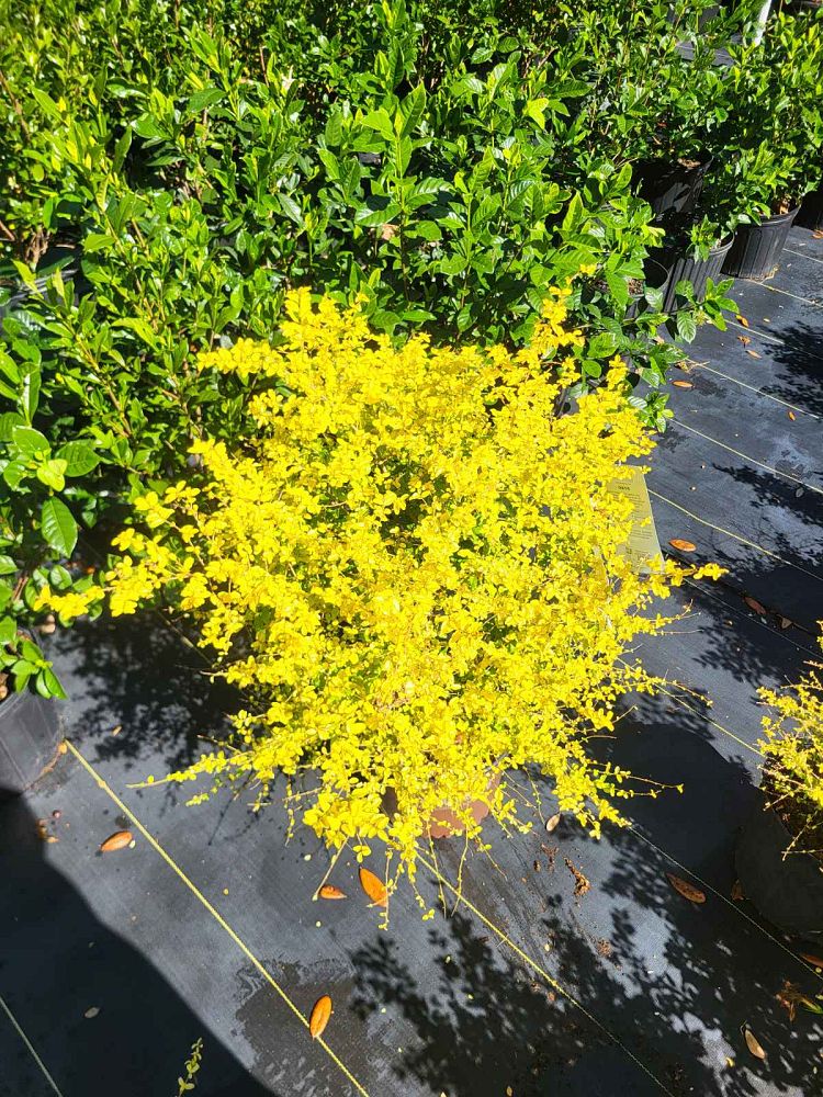 ligustrum-sinense-sunshine-sunshine-ligustrum