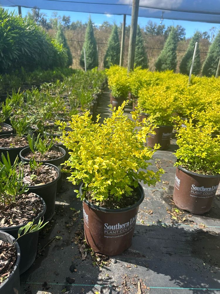 ligustrum-sinense-sunshine-sunshine-ligustrum