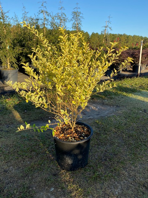 ligustrum-sinense-swift-creek-chinese-privet