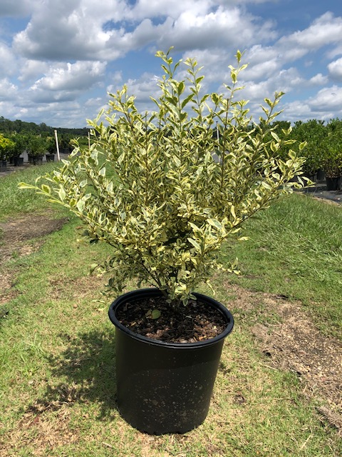 ligustrum-sinense-swift-creek-chinese-privet