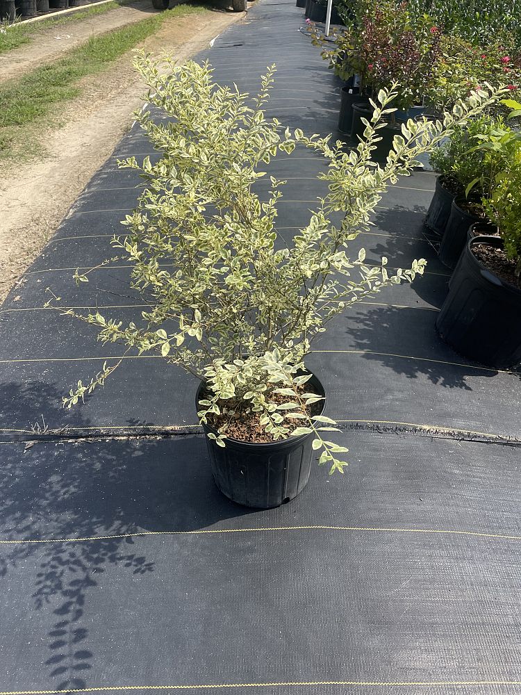 ligustrum-sinense-swift-creek-chinese-privet