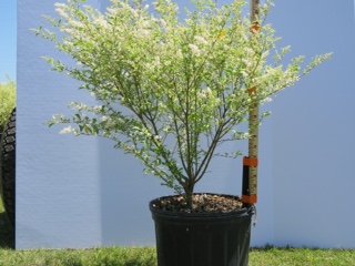 ligustrum-sinense-variegatum-chinese-privet