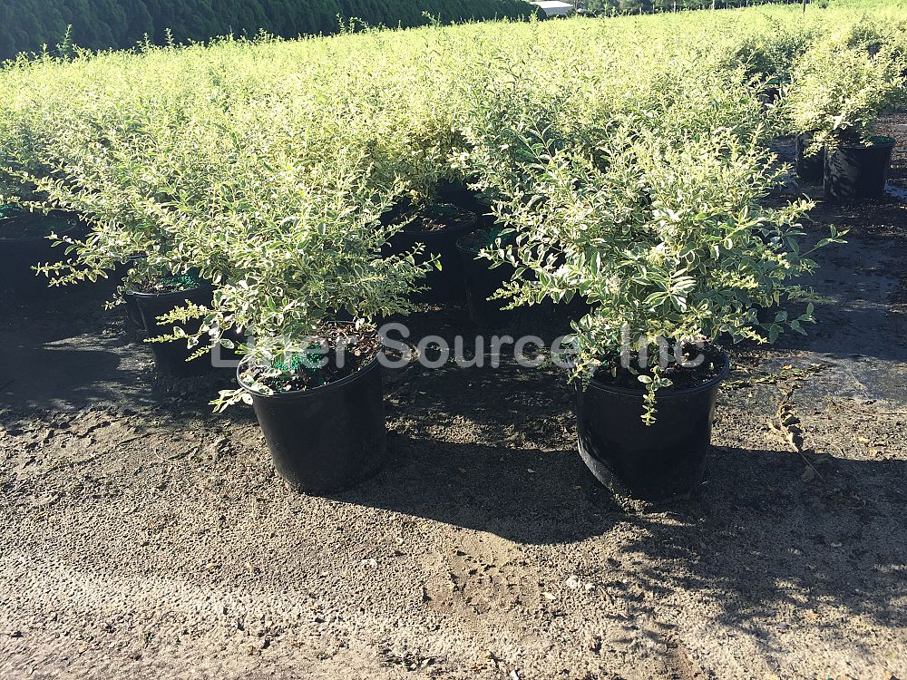 ligustrum-sinense-variegatum-chinese-privet
