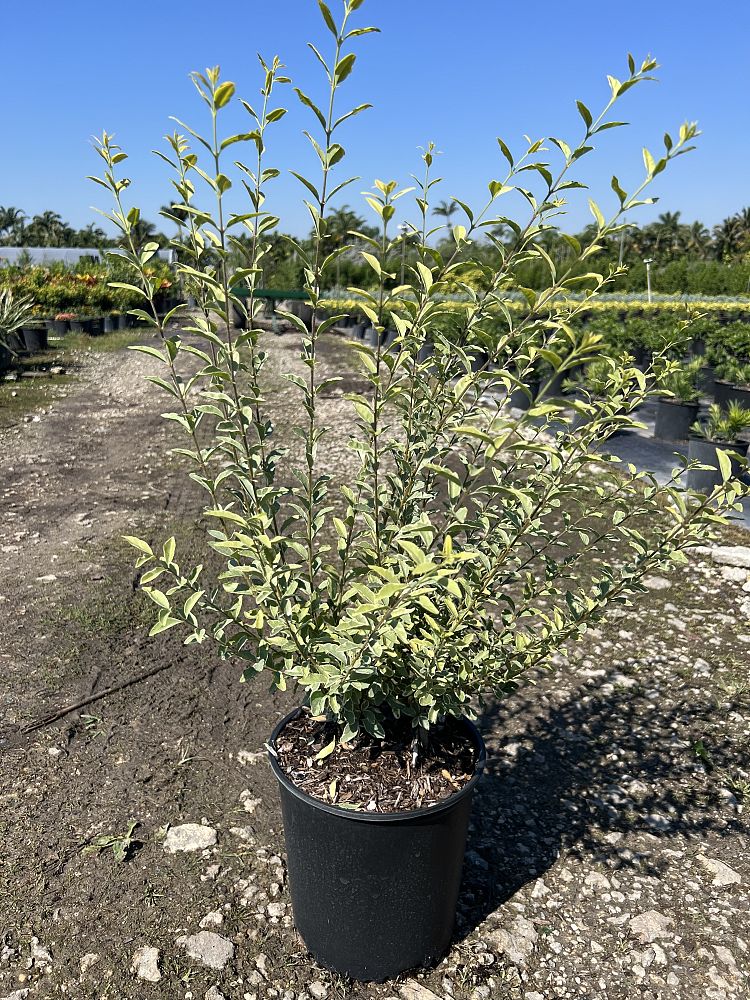 ligustrum-sinense-variegatum-chinese-privet