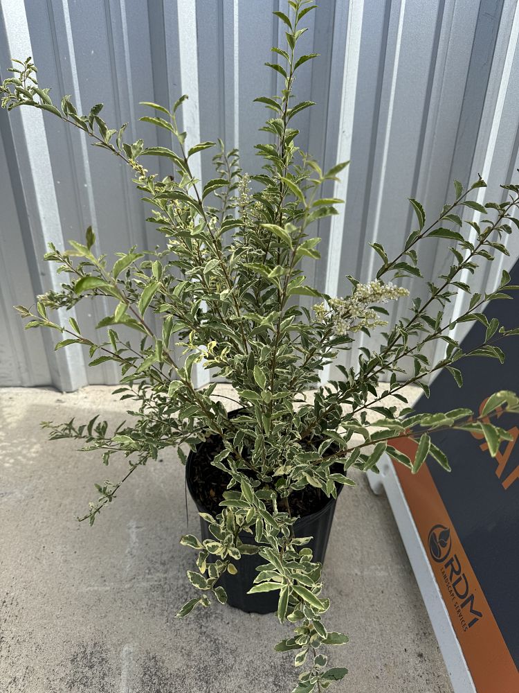 ligustrum-sinense-variegatum-chinese-privet