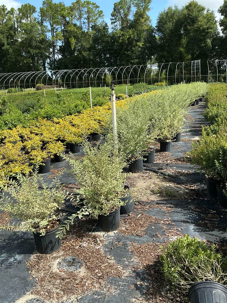 ligustrum-sinense-variegatum-chinese-privet