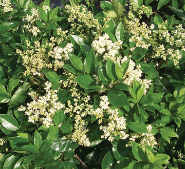 ligustrum-suwanne-river-privet