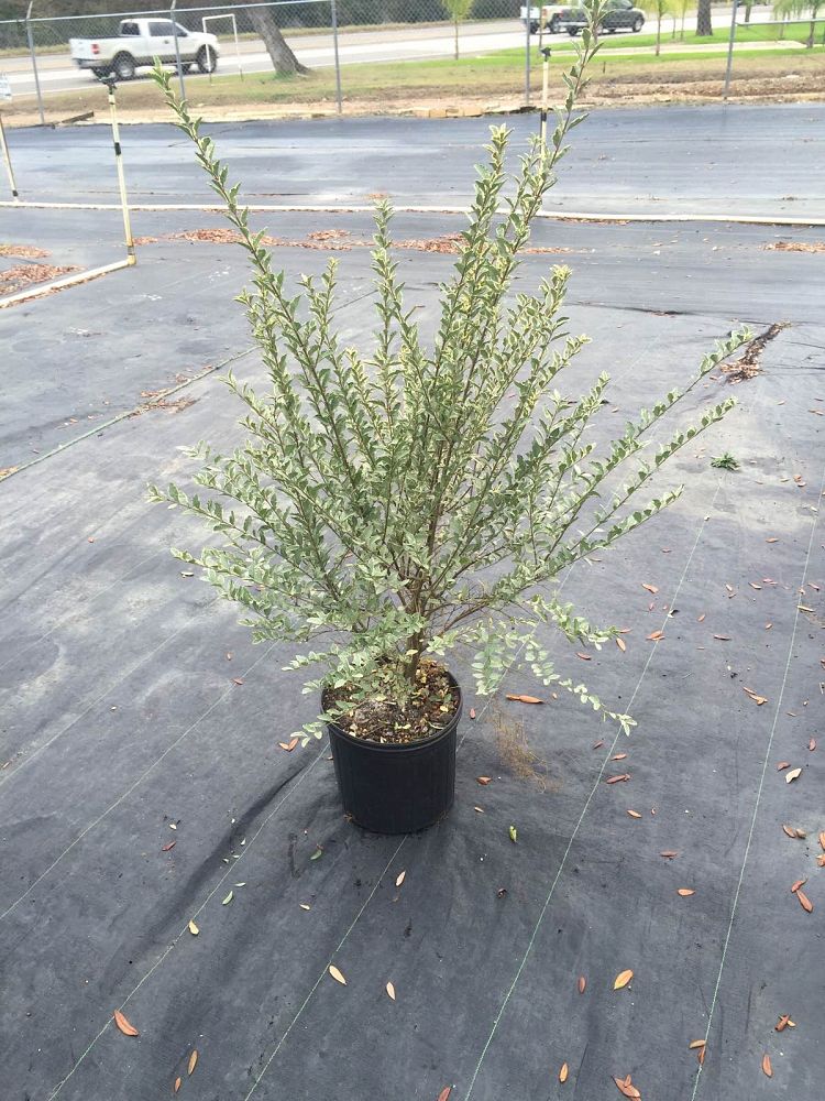ligustrum-x-ibolium-variegatum-variegated-ibolium-privet