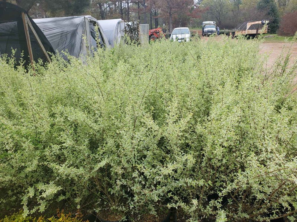 ligustrum-x-ibolium-variegatum-variegated-ibolium-privet