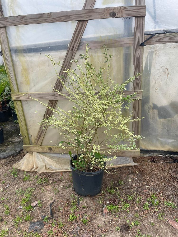 ligustrum-x-ibolium-variegatum-variegated-ibolium-privet