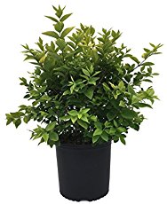 ligustrum-x-vicaryi-golden-vicary-privet