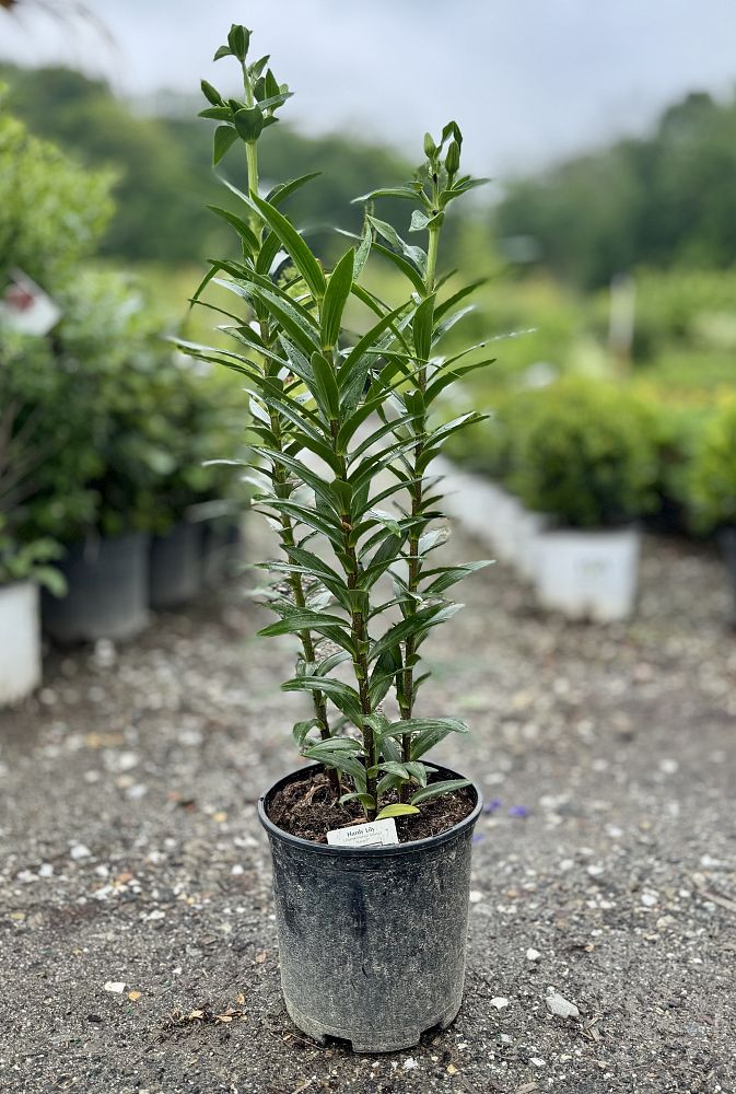 lilium-kaveri-lily