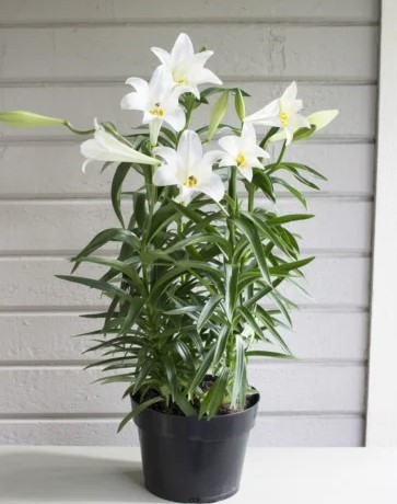 lilium-longiflorum-easter-lily