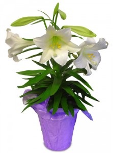 lilium-longiflorum-easter-lily
