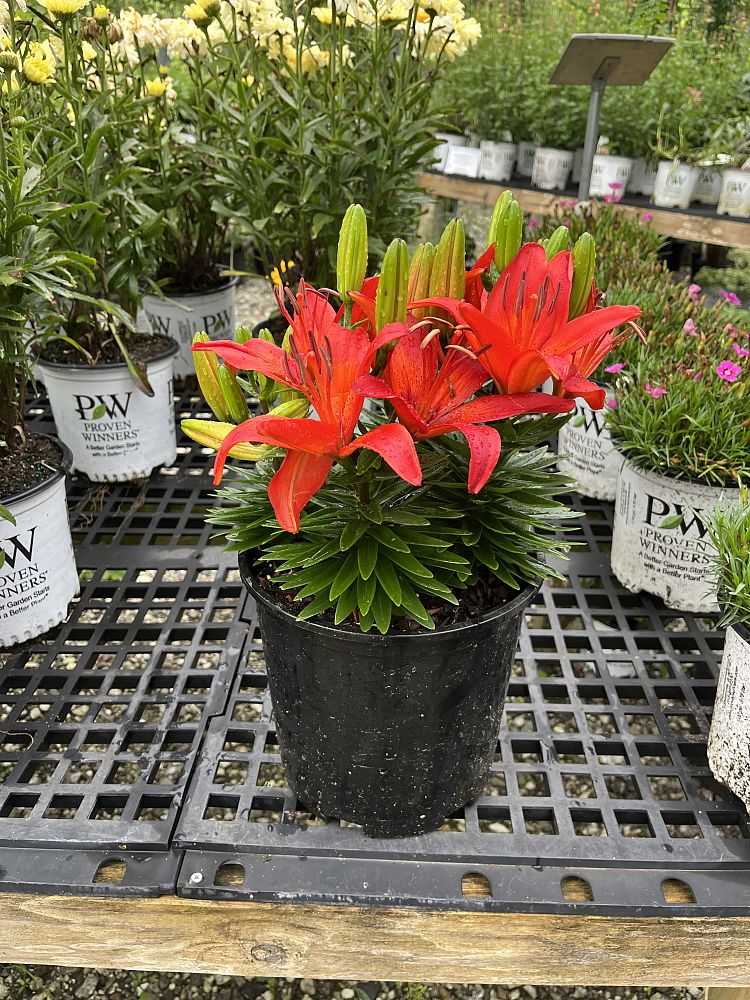 lilium-matrix-lily