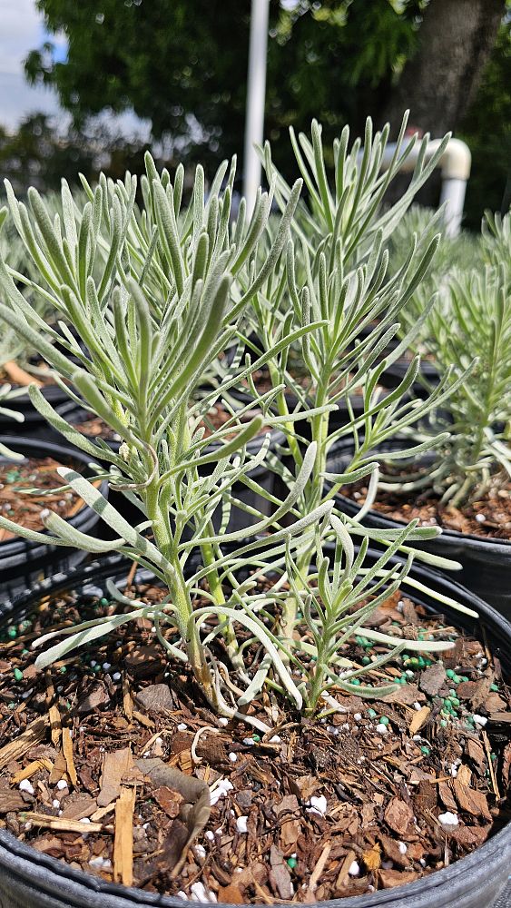 limonium-sea-lavender