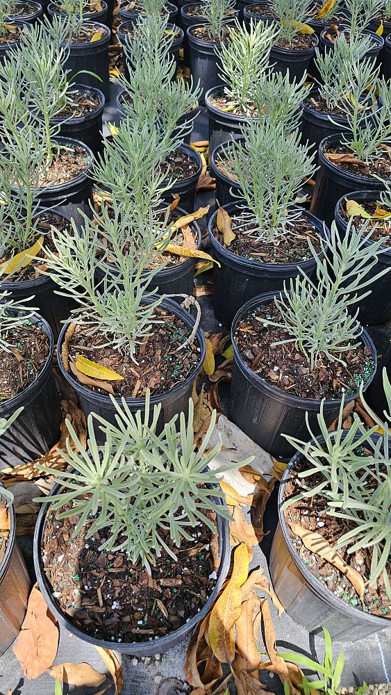 limonium-sea-lavender