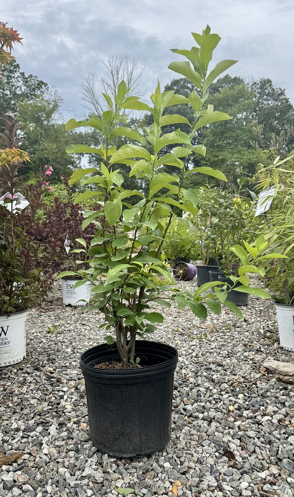 lindera-benzoin-spice-bush-spice-plant
